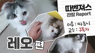 심장에 레오표 냥냥펀치 맞으실 분? 레오 매력 탐구 보고서 - 따효니의 이모저모