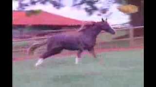 Cavalo Mangalarga Paulista Campeão 2012 - Don Juan 42
