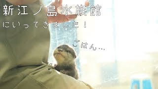 【カワウソの赤ちゃん】新江ノ島水族館に行ってきました！