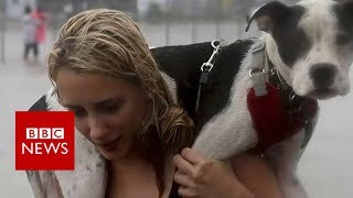 Hurricane Harvey: Saving displaced pets - BBC News