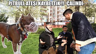 PİTBULL ATEŞİ KAYBETTİK !! ÇALINDI !( Sato Çıldırdı ) Heryeri Aradık bulamadık yok !! EŞEK ŞAKASI #2