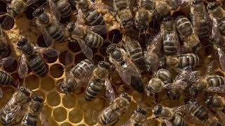 New Christmas Carol - Anna Todd is singing - The Bee Carol