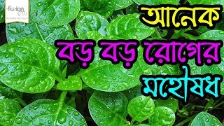 জেনে নিন অনেক বড় বড় রোগের মহৌষধ পুঁইশাকের নানাবিধ স্বাস্থ্য উপকারিতা | Fusion Care