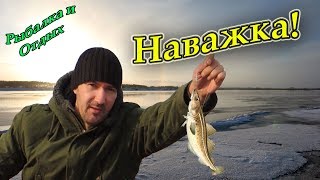 Зимняя Рыбалка на Блёсна! Подледный Лов Наваги в Шкотово!