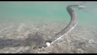 Snake underwater GoPro footage / Catching Snakes / Grass Snake Natrix Natrix | Herping 2016