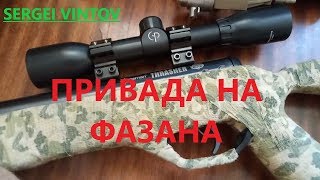 Охота на фазана с пневматикой #1. Делаем приваду/pheasant hunting with air rifle