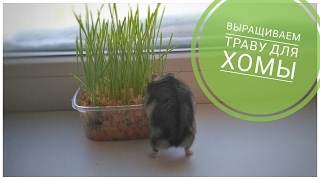 КАК вырастить траву дома для хомячка?