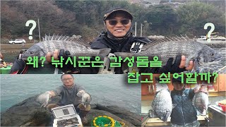 설튜브[감성돔 이야기]왜 감성돔인가?