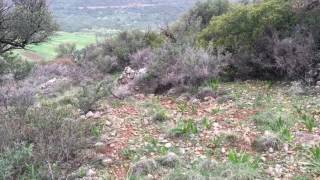 Ιστριας Drago κρητη
