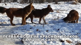 ПЕРВАЯ ВСТРЕЧА КРАСНЫХ ВОЛКОВ. САМЦОВ И САМОК.