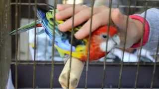 Ручная Розелла любит когда ее гладят | Попугай | Rosella parrot