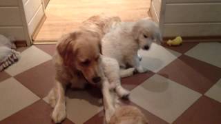 Щенки золотистого ретривера. Golden retriver's puppies