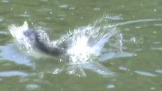 Pesca del Bass en Superficie / Bass Fishing Topwater