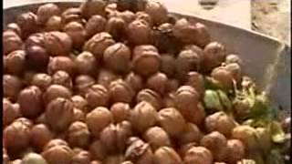 Green Walnut Dehulling Machine-Walnut Hulls Remover