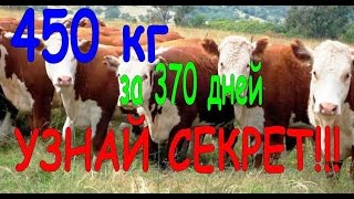 откорм бычка  450 кг за 370 дней как выкормить быка
