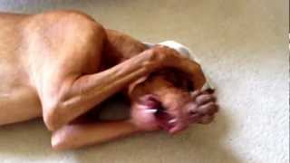 Frustrated Vizsla