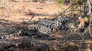 Mating Leopards