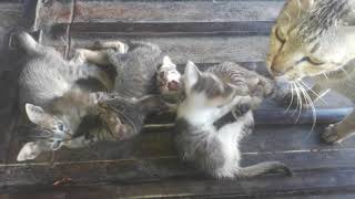 ANAK KUCING BELAJAR BERANTEM. DI AWASI IBUNYA, BERMAIN SAMBIL BERKELAHI