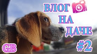 VLOG поездка на ДАЧУ 2!!! ЕДЕМ,РЕКС,ПРОГУЛКИ ДЕНЬ С НАМИ