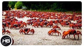Самые массовые миграции животных и насекомых