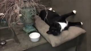 Слепая кошка и 3 спасенных котят.