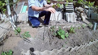 Формировка винограда .Делаем правильную формировку виноградных рукавов