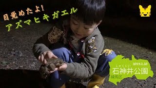 目覚めたよ！ヒキガエル
