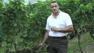 Mezzacorona Pinot Grigio - Tasting with Lucio Matricardi