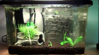 Nano planted aquarium update - shrimp, lights, and fertilization