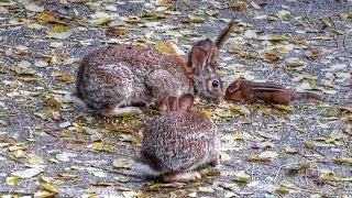 Bunny Rabbit and Chipmunk Dinner Party Goes Very Wrong!