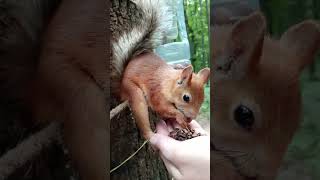 Копия Длинноухого сидит на верёвочке / A copy of Long-Eared is sitting on a string