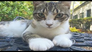 54匹のへミングウェイの家に暮らす伝説の猫達。ハリケーンにも負けなかった多指症の猫達へ残した熱い思い・・・【nekoの部屋】