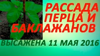 Рассада перца и баклажанов уже высажена 11 мая 2016 года в открытый грунт.