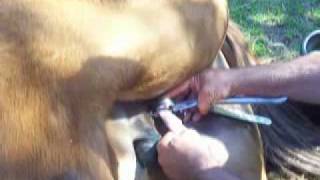 Gelding River - A Stallion No More