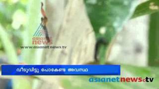Worms all over a village; Erumapetty, Thrissur | പുഴു ശല്യം