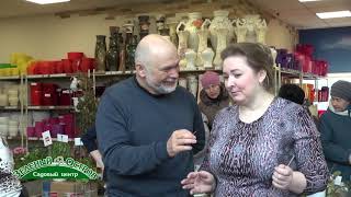 Выставка фиалок
