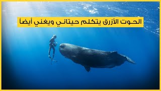 الحوت الأزرق يتكلم حيتاني ويغني أيضاً
