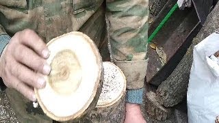 Как вырастить вешенку на дереве (How to grow oyster mushroom on a tree)