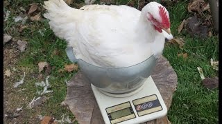 Забой кур бройлеров в домашних условиях  Видео ч.3 Разделка бройлера,  потрошение птицы