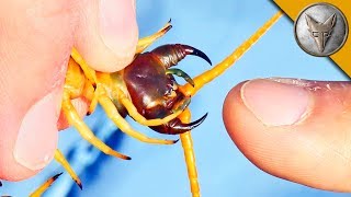 BITTEN by a GIANT DESERT CENTIPEDE!