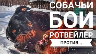 СОБАЧЬИ БОИ.РОТВЕЙЛЕР ?... Воспитание и дрессировка собаки
