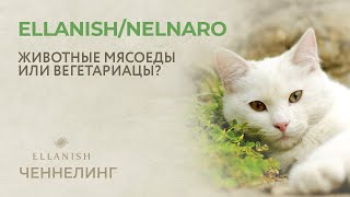 ? Руслан Nelnaro Романов / Ellanish Истинная природа животных: КОШАЧЬИ | Вегетарианцы или мясоеды?