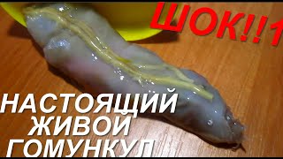 Как сделать гомункула/ШОК! Взрослый гомункул из яйца! (Homunculus)