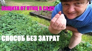 ЗАЩИТА ОТ ПТИЦ В САДУ СПОСОБ БЕЗ ЗАТРАТ земляничная поляна