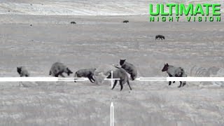 Thermal Predator Hunting | 100 Coyotes Down - O’Neill Ops & Trijicon