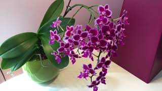 Phalaenopsis Chia E Yenlin in Blüte / in bloom