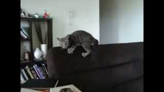 КоТЭ сошёл с ума! Очень смешной КОТ!