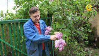 Сирень. Советы от Андрея Туманова // FORUMHOUSE