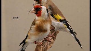 Щегол самец или самка