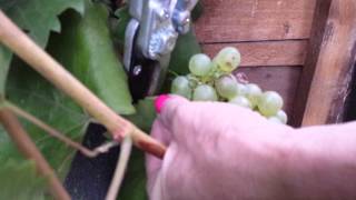 Grape variety Phoenix: harvest;Blackmoor Nursery